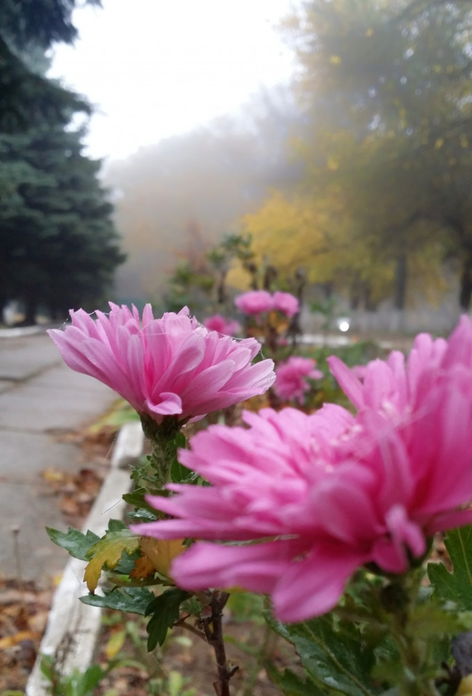 fog_photo2.jpg