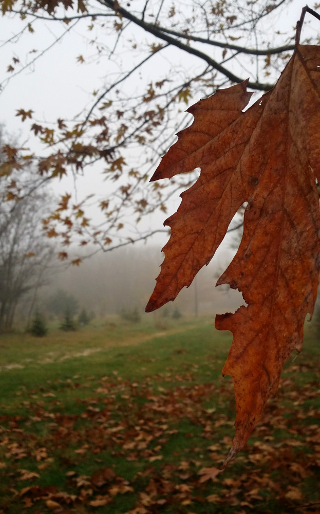 fog_photo3.jpg