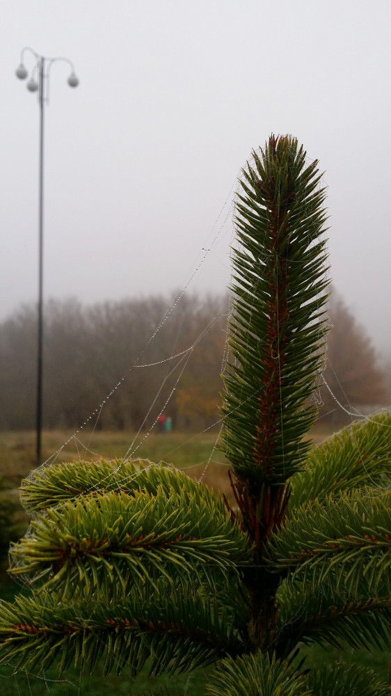 fog_photo5.jpg