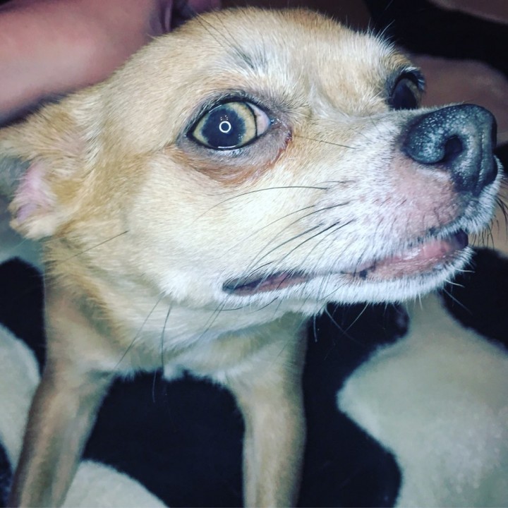 ringlamp_dog.jpg