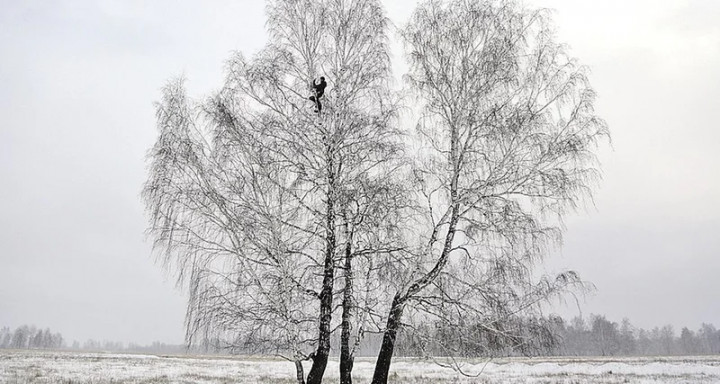 tiktok_tree.jpg